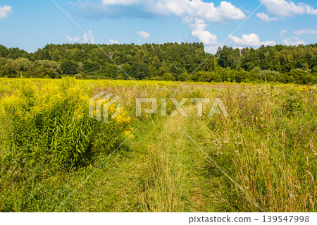 Winding trail through a vibrant summer meadow, flanked by bright yellow goldenrod. Lush green countryside under a clear blue sky Winding trail through a vibrant summer meadow, flanked by bright yellow goldenrod. Lush green countryside under a clear blue sky 139547998