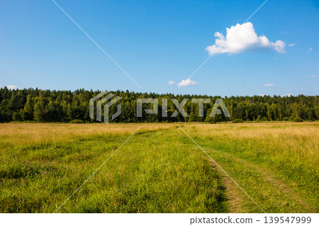 Golden-green field with a winding dirt path, leading to a dense woodland under a brilliant blue sky and cottony clouds 139547999