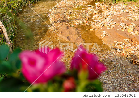A small creek, clear and shallow, bobs over a rock-strewn bed. Blurry pink blooms add a dash of color, real chill nature A small creek, clear and shallow, bobs over a rock-strewn bed. Blurry pink blooms add a dash of color, real chill nature 139548001
