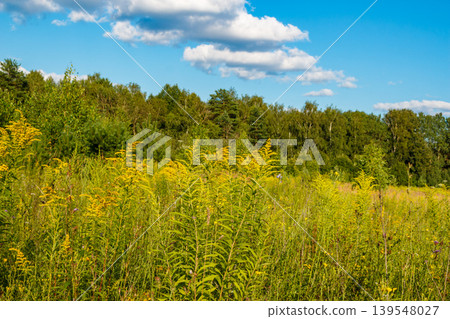 Sunny field bursting with vivid yellow goldenrod. A lush green treeline and blue sky with soft clouds in the distance Sunny field bursting with vivid yellow goldenrod. A lush green treeline and blue sky with soft clouds in the distance 139548027