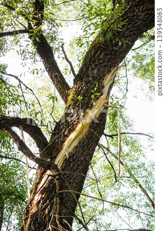Hefty tree trunk with a gnarly split, exposing fresh, light wood. Green foliage and bright sky frame the background 139548065
