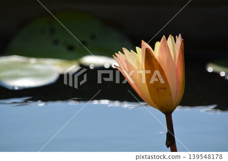 水邊漂浮著蓮花和光亮 139548178