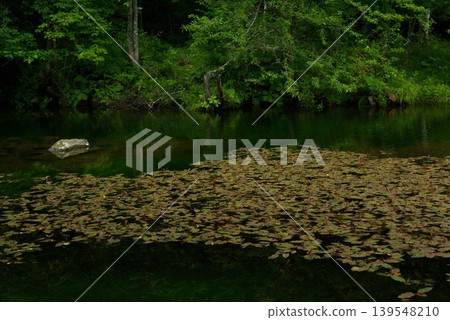 夏季，位於長野縣佐久保町的八千穗高原自然公園保留了其自然生態系統。 139548210