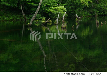 夏季，位於長野縣佐久保町的八千穗高原自然公園保留了其自然生態系統。 139548213