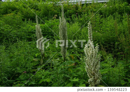 夏季,位於長野縣佐久保町的八千穗高原自然公園保留了其自然生態系統。 夏季,位於長野縣佐久保町的八千穗高原自然公園保留了其自然生態系統。 139548223