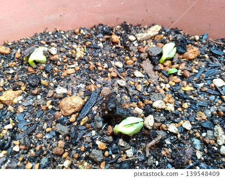 毛豆種子發芽了。 139548409