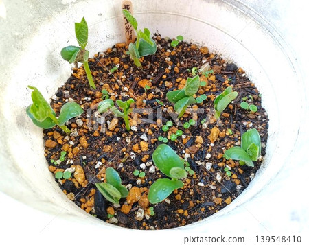 毛豆種子發芽了。 139548410