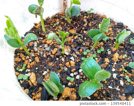 毛豆種子發芽了。 139548411