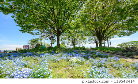 秋田縣,山坡上覆蓋著粉蝶花。 秋田縣,山坡上覆蓋著粉蝶花。 139548414
