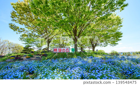 一個令人神清氣爽的春日：秋田縣鬱鬱蔥蔥的櫸樹和開滿粉蝶花的山丘。 139548475
