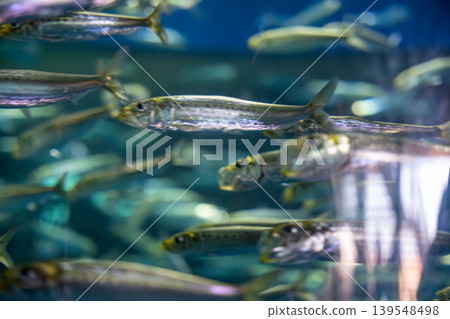 Sparkling water, schools of fish swimming together Sparkling water, schools of fish swimming together 139548498