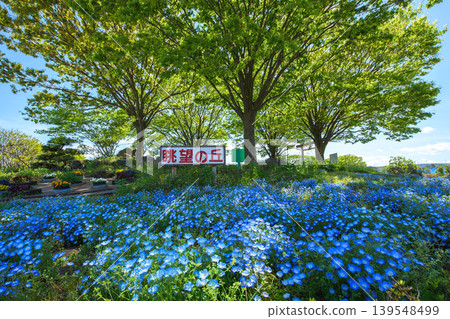 Hills covered in nemophila flowers, Akita Prefecture 139548499