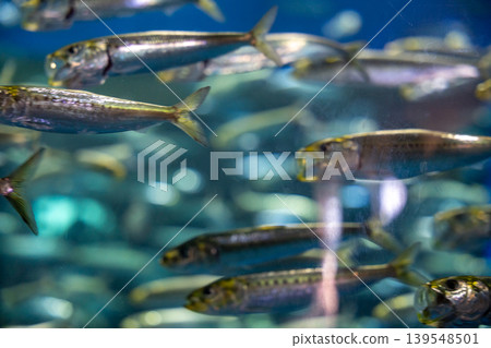A school of glittering small fish A school of glittering small fish 139548501