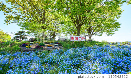 一個令人神清氣爽的春日:秋田縣,山坡上覆蓋著櫸樹鮮嫩的綠葉和盛開的粉蝶花。 一個令人神清氣爽的春日:秋田縣,山坡上覆蓋著櫸樹鮮嫩的綠葉和盛開的粉蝶花。 139548522