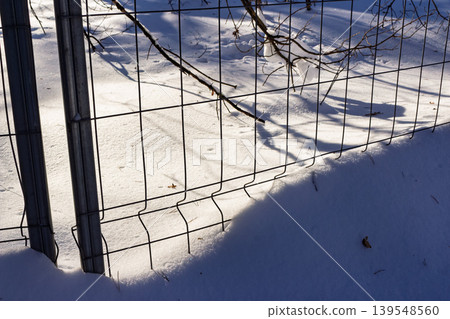 Wire fence crosses bright sunlit snow creating sharp dark shadows of bare winter branches contrasting with the white field Wire fence crosses bright sunlit snow creating sharp dark shadows of bare winter branches contrasting with the white field 139548560
