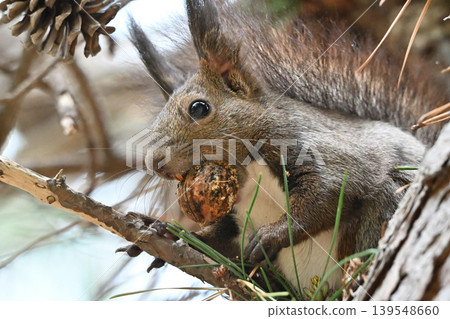 Squirre 139548660