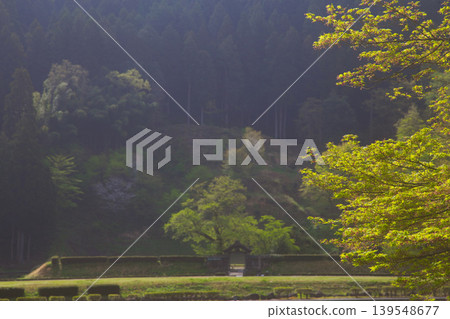 清晨的陽光灑在一條谷朝倉藩遺址，櫻花盛開，景色迷人。 139548677