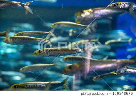 A school of small fish swimming in blue water A school of small fish swimming in blue water 139548679