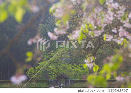 A scene of cherry blossoms at the Ichijōdani Asakura Clan Ruins, bathed in the morning sun. A scene of cherry blossoms at the Ichijōdani Asakura Clan Ruins, bathed in the morning sun. 139548707