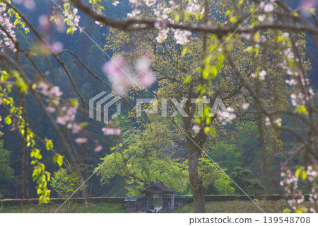 A scene of cherry blossoms at the Ichijōdani Asakura Clan Ruins, bathed in the morning sun. A scene of cherry blossoms at the Ichijōdani Asakura Clan Ruins, bathed in the morning sun. 139548708