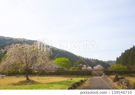 A scene of cherry blossoms at the Ichijōdani Asakura Clan Ruins, bathed in the morning sun. 139548710