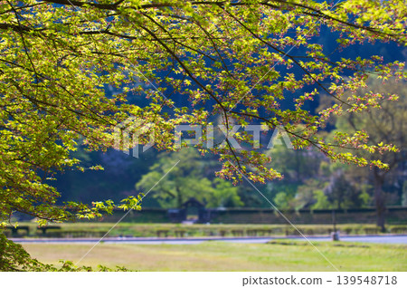 清晨的陽光灑在一條谷朝倉藩遺址,櫻花盛開,景色迷人。 清晨的陽光灑在一條谷朝倉藩遺址,櫻花盛開,景色迷人。 139548718
