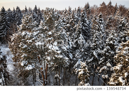 Majestic aerial of a snow-covered evergreen forest under an evening sun. Golden light paints frosted trees, capturing serene winter beauty and tranquil nature views 139548734
