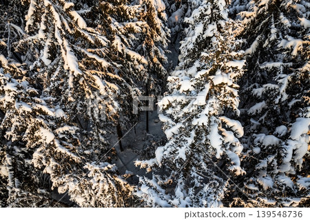 Serene aerial vista of a snow-laden evergreen forest bathed in soft, golden hour sunlight. Pristine winter wonderland, untouched and majestic Serene aerial vista of a snow-laden evergreen forest bathed in soft, golden hour sunlight. Pristine winter wonderland, untouched and majestic 139548736