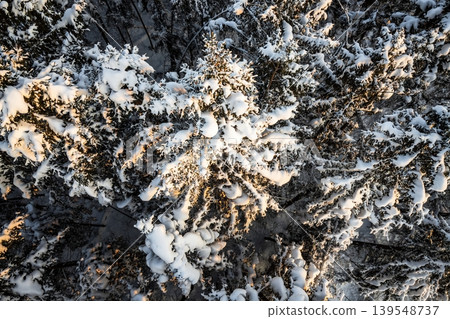 Golden hour illuminates a dense, snow-covered spruce forest from above. Pristine winter landscape with frosty branches glowing under the evening sun's warm light 139548737