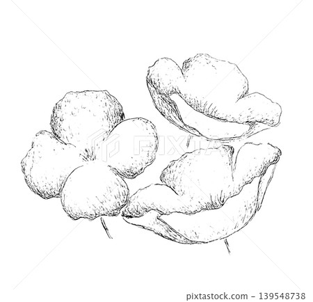 罌粟花 罌粟花 139548738