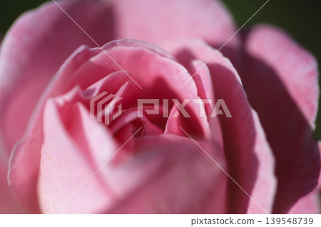 花壇裡盛開著淡粉紅色的玫瑰。 139548739