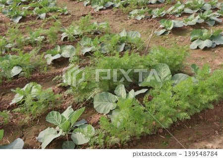 onion and radish plant on farm for harvest 139548784