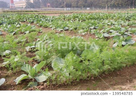 onion and radish plant on farm for harvest 139548785