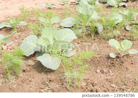 carrot and cabbage on farm for harvest are cash crops carrot and cabbage on farm for harvest are cash crops 139548786