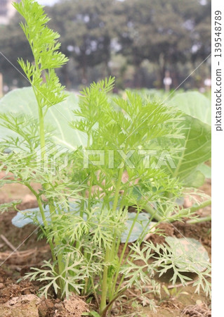 carrot and cabbage on farm for harvest are cash crops carrot and cabbage on farm for harvest are cash crops 139548789