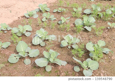 carrot and cabbage on farm for harvest are cash crops 139548790