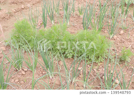 coriander and Onion plant on farm for harvest coriander and Onion plant on farm for harvest 139548793