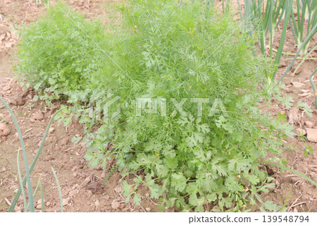coriander and Onion plant on farm for harvest coriander and Onion plant on farm for harvest 139548794