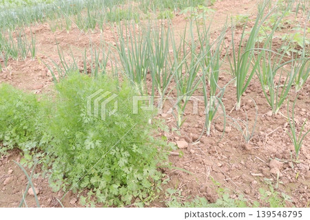 coriander and Onion plant on farm for harvest coriander and Onion plant on farm for harvest 139548795