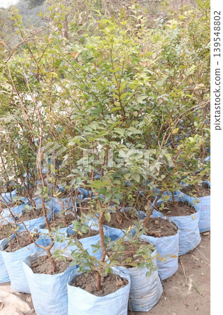 jaboticaba, Brazilian grape tree plant on farm for harvest 139548802