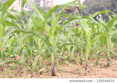 green colored maize tree firm on field green colored maize tree firm on field 139548810