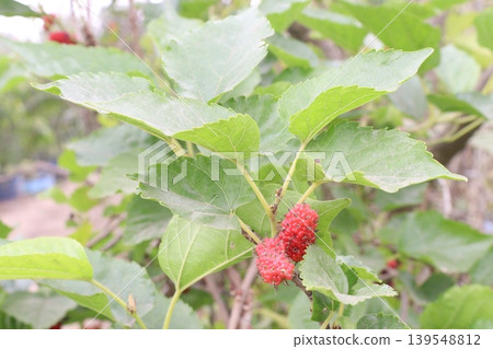 Mulberry on tree in farm for harvest Mulberry on tree in farm for harvest 139548812
