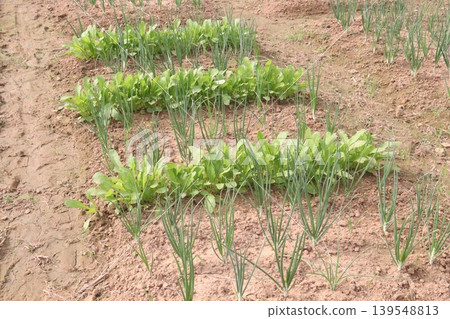 onion and radish plant on farm for harvest onion and radish plant on farm for harvest 139548813