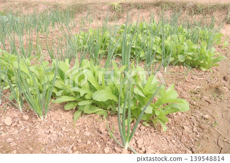 onion and radish plant on farm for harvest onion and radish plant on farm for harvest 139548814