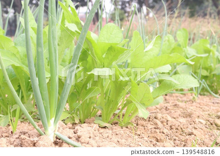 onion and radish plant on farm for harvest onion and radish plant on farm for harvest 139548816