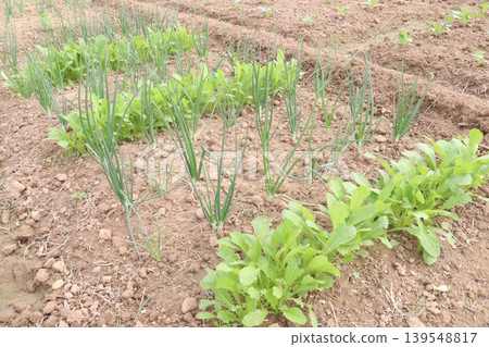 onion and radish plant on farm for harvest onion and radish plant on farm for harvest 139548817