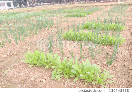 onion and radish plant on farm for harvest onion and radish plant on farm for harvest 139548818