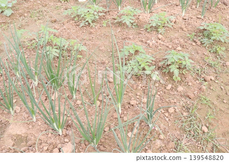 onion and tomato plant on farm for harvest onion and tomato plant on farm for harvest 139548820