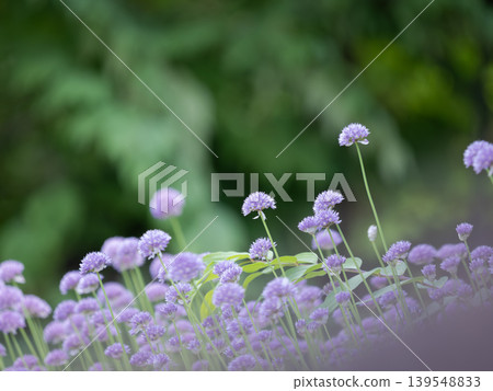 白野韭菜的淡紫色花朵 139548833