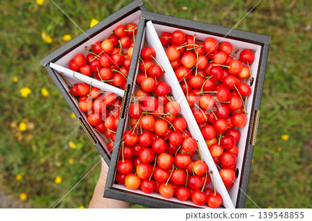 Boxed Sato Nishiki cherries (Nanbu Town, Aomori Prefecture) Boxed Sato Nishiki cherries (Nanbu Town, Aomori Prefecture) 139548855
